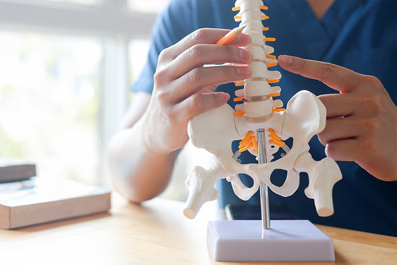 Practitioner using spine model to explain how PEMF Therapy supports chiropractic care and spinal health