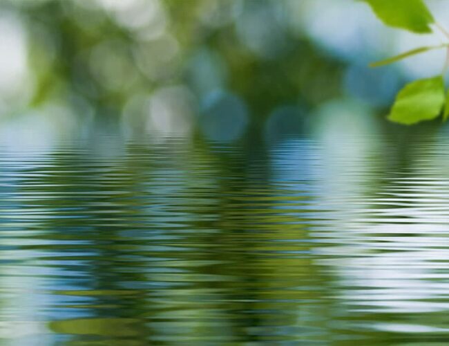 Green leaves hanging above rippling water with reflections of trees.